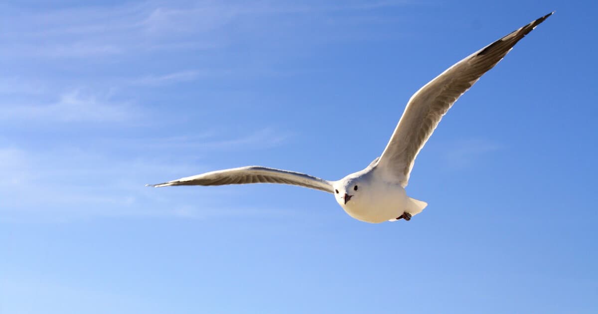 Chuyện con mèo dạy hải âu bay – Lời hứa và tình yêu không ranh giới